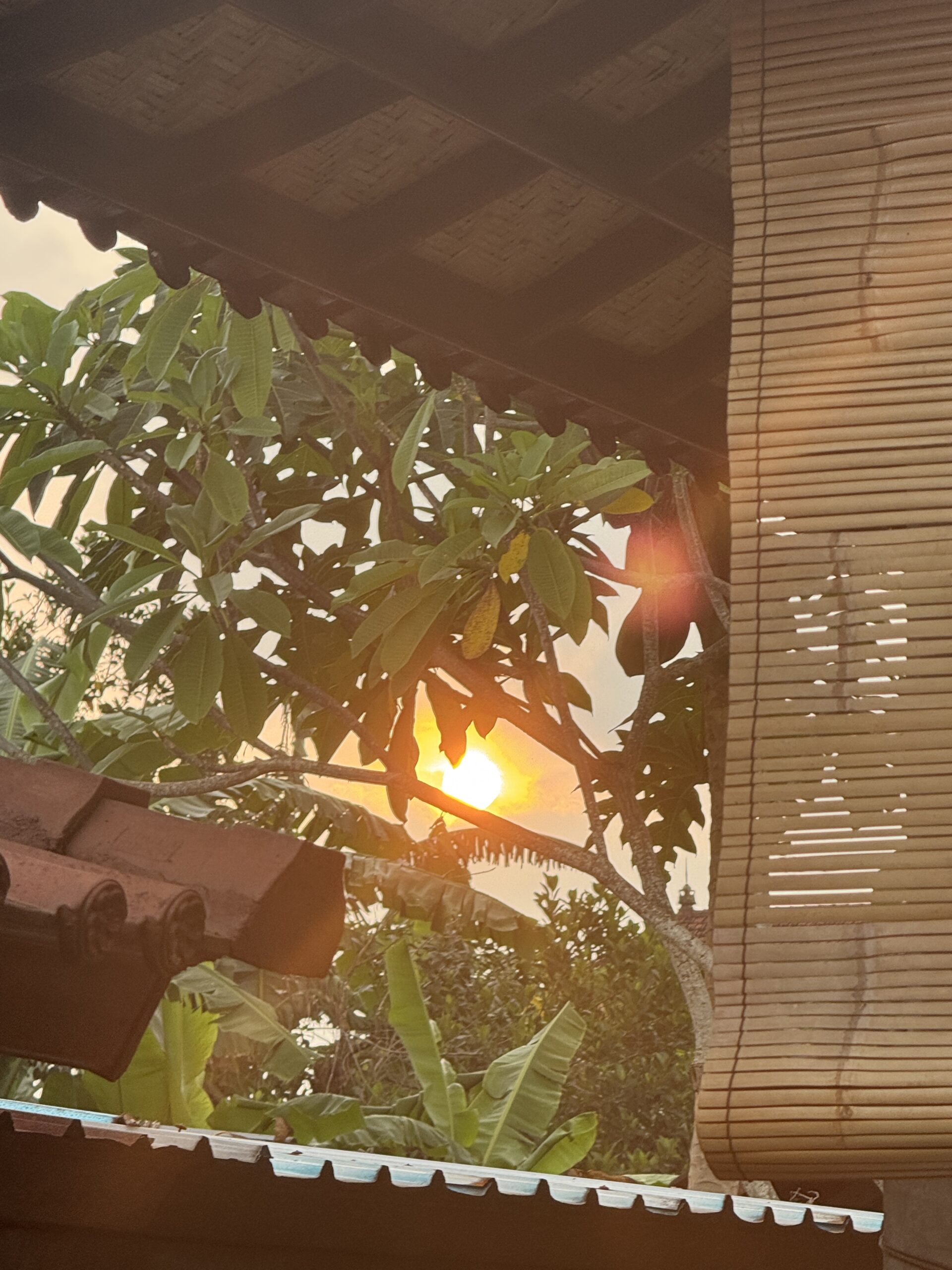 Trees and sunset in Bali