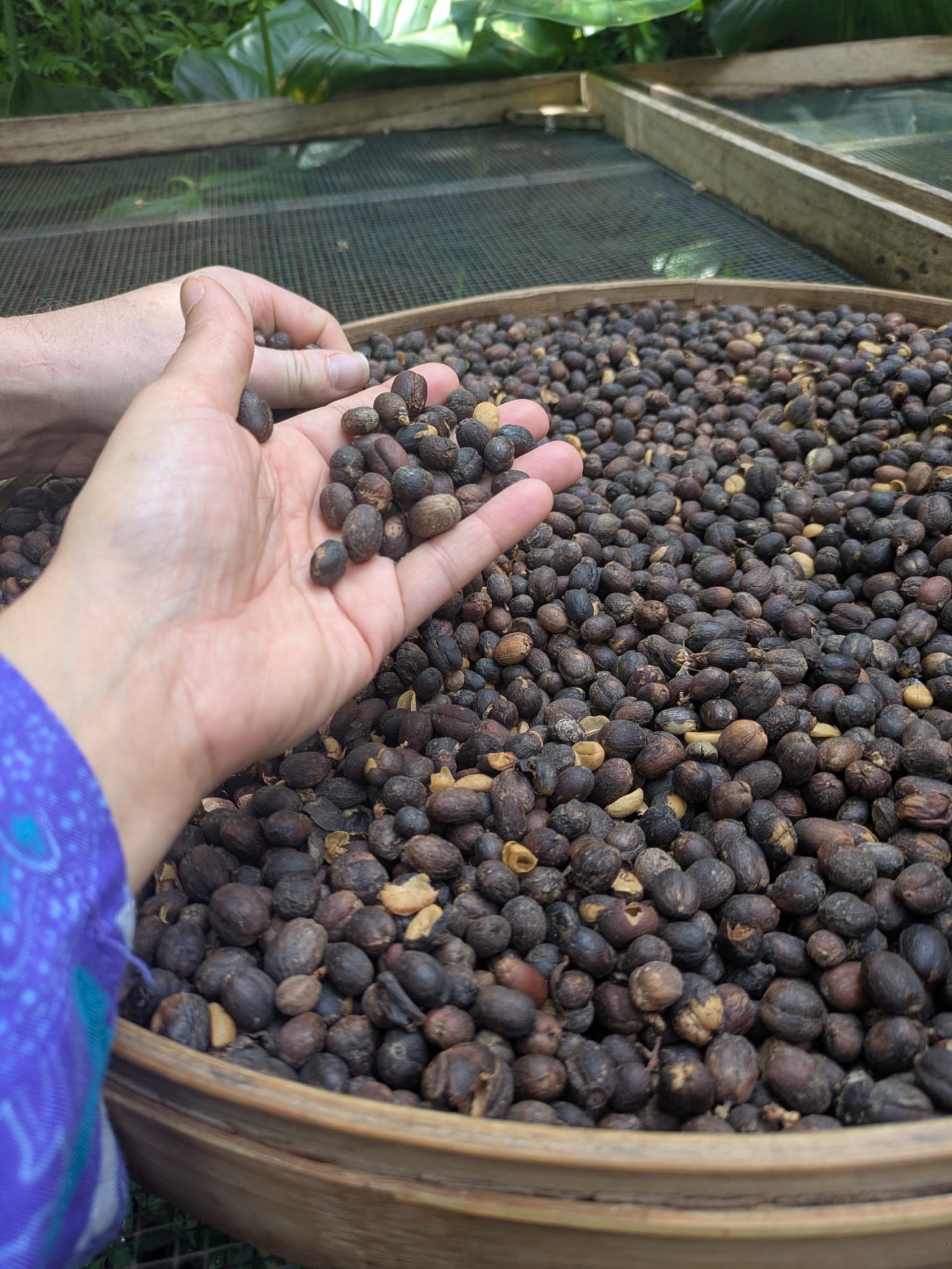 Coffee beans in Bali
